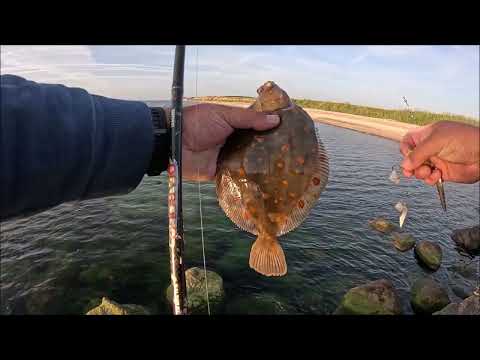 Plattfische mit der Spinnrute vom Strand am 22.06.2025. Garnele am System bringt Scholle ;-)