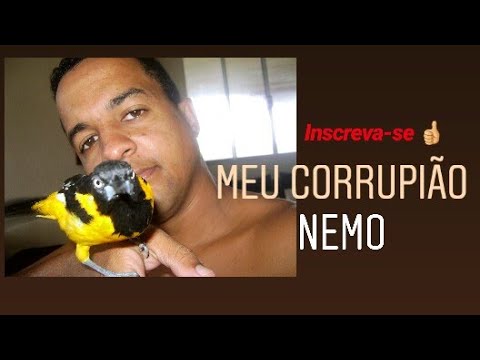 meu corrupião nemo