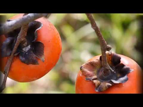 Thumbnail for Trabzon Hurmasının (Cennet Hurması) Faydaları