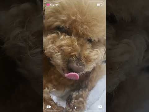 잇몸미남 이빨미남 강아지