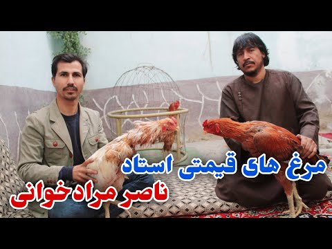 شوقی | چلنج استاد ناصر مردان خوانی به تمام شوقی های مرغ کلنگی