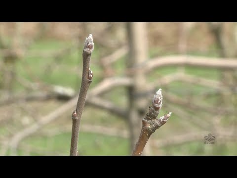 Maçã - Indução da brotação