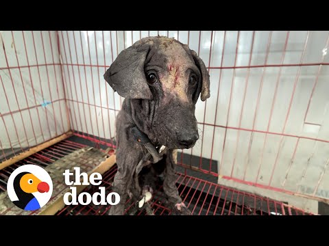 Stray Dog Who Looked Like A Dinosaur Is So Fluffy Now | The Dodo