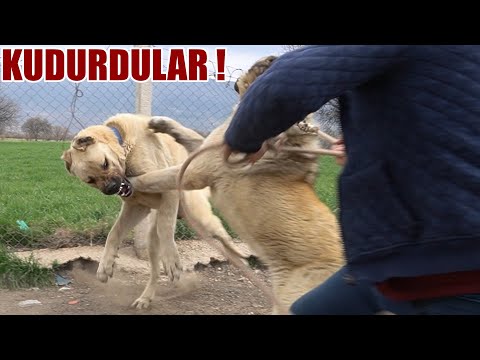 KÖPEKLER ÇILDIRDI SANKİ BEN BÖYLE BİRŞEY GÖRMEDİM !! SIRTLANA BENZEYEN ANADOLU ÇOBAN KÖPEĞİ - KANGAL