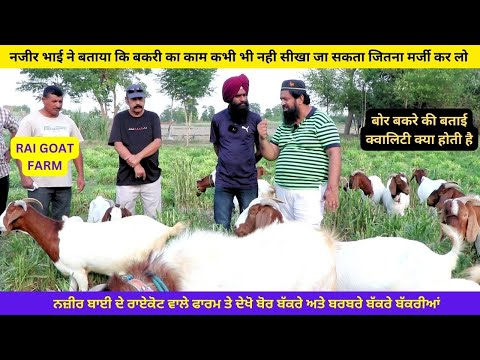 Thumbnail for बोर बकरी से होती है लाखों रुपये की कमाई  नज़ीर ने बताया ILTI  LANA TV - beetal goats