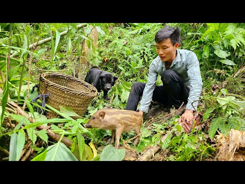 Wild Boar : How I Captured a Wild Boar for My Pig Farm!