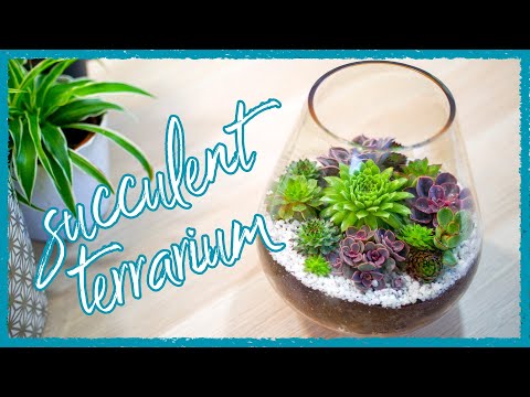Thumbnail for How to Make a Succulent Terrarium
