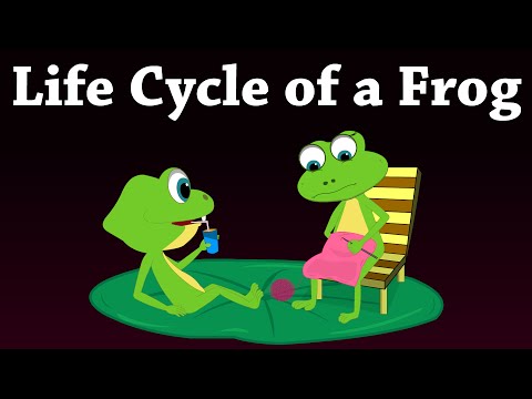 Thumbnail for Life Cycle of a Frog | #aumsum #kids #science #education #children