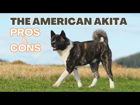 American Akita: The Pros And Cons Of Owning One.