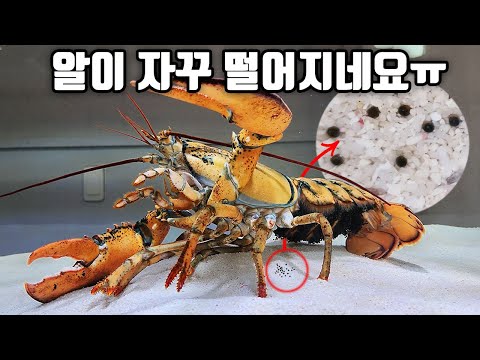 포란한 랍스타 알이 자꾸 떨어져서 걱정입니다ㅠ (feat. 파인애플 집)