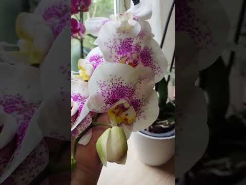 orchids in the heat