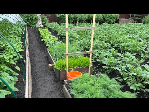 Thumbnail for МОЙ ЛЮБИМЫЙ ОГОРОД, В КОТОРОМ ВСЕ СОЗРЕВАЕТ И РАСТЁТ! ОБЗОР Июнь 2021