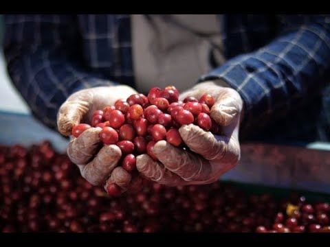 【世界が注目】イエメンのスペシャルティコーヒーについて本人に直接聞いていく【MochaOrigin社】