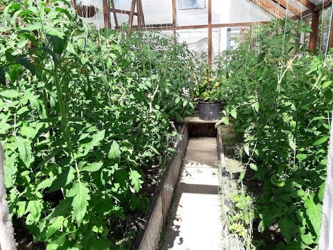 Thumbnail for Чем подкормить помидоры в теплице для лучшего завязывания плодов