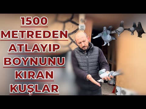1500 METREDEN ATLAYIP BOYNUNU KIRAN KUŞLAR - HALİL İBRAHİM ÇELİK KÜMES ZİYARETİ OYUNKUŞU UÇUMU