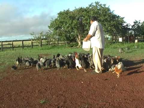 Thumbnail for La Reina Del Caserío - PEDRO RODRIGUEZ "EL HIJO DEL CASERÍO"