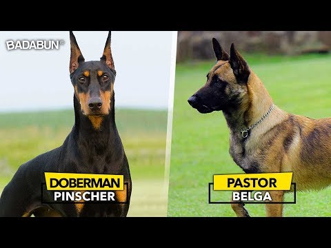 8 Razas de perro que son mejor que un policía