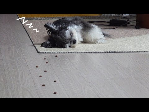 Thumbnail for 강아지가 잘 때 몰래 사료를 깔아보았습니다ㅋㅋㅋㅋ