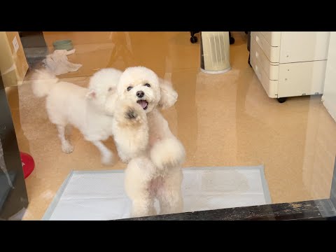 Thumbnail for 窓越しにお迎えに来たパパママを見つけて愛犬がテンションMAXになりました！