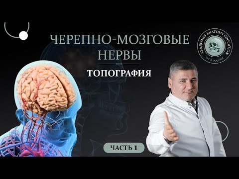 Thumbnail for Черепные нервы.Топография черепных нервов.Черепно-мозговые нервы часть 1
