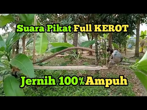 Thumbnail for suara pikat full Kerot ampuh jernih