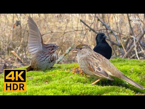 Cat TV Relax Your Cat ???? 8 Hours ???? Birds and Rabbits in the Woods ???? Frog and Cricket Sounds(4K HDR)