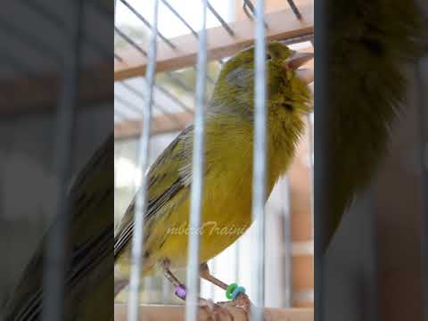 Amazing Canary Song Melody