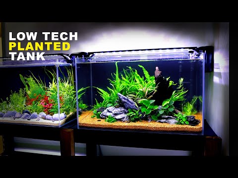 Thumbnail for Aquascape Tutorial: Beginner Java Fern / Anubias Aquarium (How To: Step By Step Planted Tank Guide)