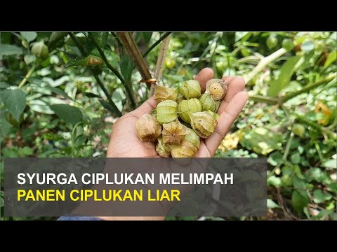 Tumbuh Liar, Buah Ciplukan Ini Kaya Manfaat dan Harganya Mahal