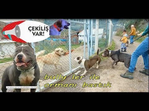 Thumbnail for AMERİCANBULLY'LER İLE ORMAN GEZİNTİSİ (KRAL KIZ KARDEŞLERİ İLE TANIŞTI)