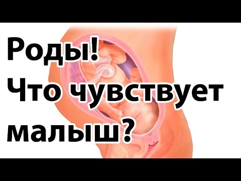 Роды: что чувствует ребёнок? Смотреть всем беременным! | &quot;До и После Родов&quot;