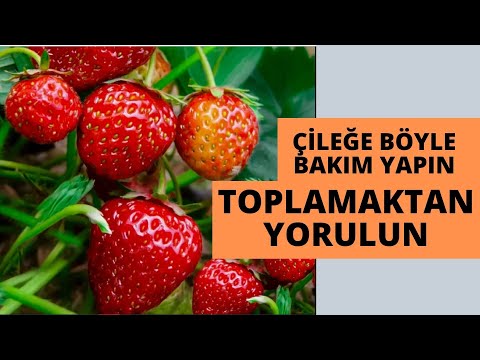 Thumbnail for ÇİLEKLERİ BÖYLE YETİŞTİRİN VERİME DOYMAYIN I çilek nasıl yetiştirilir #çilekyetiştiriciliği