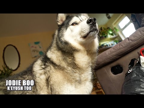 Thumbnail for Decorating for Christmas!