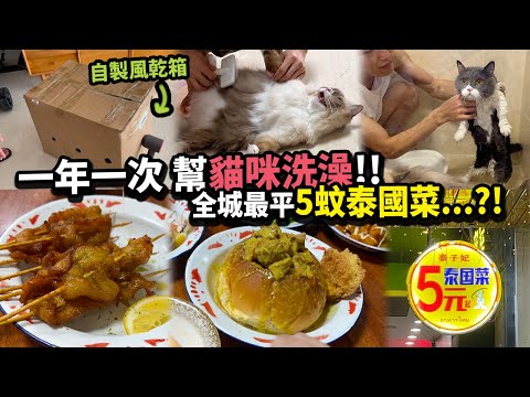 【清遠Vlog】史上最便宜5元泰國菜？???????? 一年一度「貓咪洗澡大戰」????！