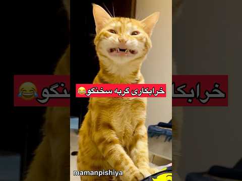 Thumbnail for حتمابقیه ویدیوهامونوببیند????#پیشی #cat #catlover #گربه #فان #خنده