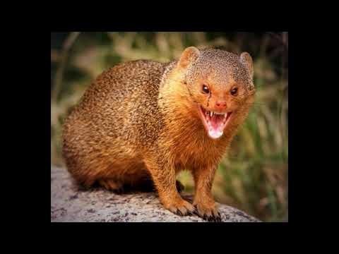 Suara untuk pikat garangan