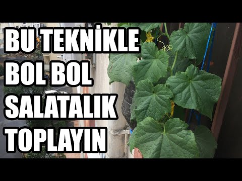 Balkonda Salatalık Fidesi Ekimi Ve Sulaması