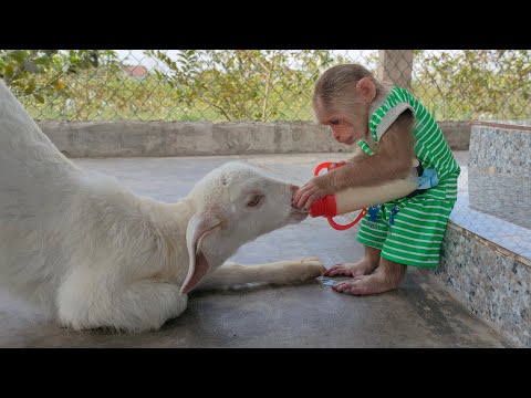 CUTIS helps dad feed baby goats with milk