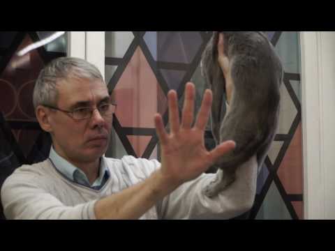 Русская голубая кошка. Стандарт породы. Содержание и уход