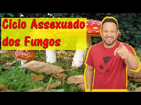 Ciclo Assexuado dos Fungos - Reprodução dos Fungos - Reino Fungi - Fungos - Microbiologia