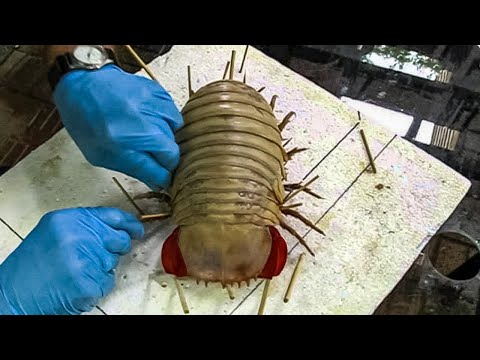 Thumbnail for Asla Bulaşmak İstemeyeceğiniz 10 Ölümcül Böcek