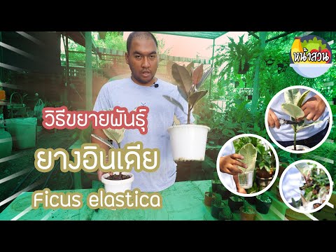 Thumbnail for ต้นยางอินเดีย (Rubber Plant)+วิธีการขยายพันธุ์ - หน้าสวน express