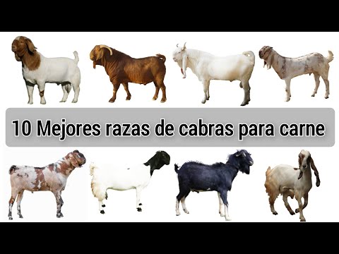 Thumbnail for 10 mejores razas de cabra para carne del mundo