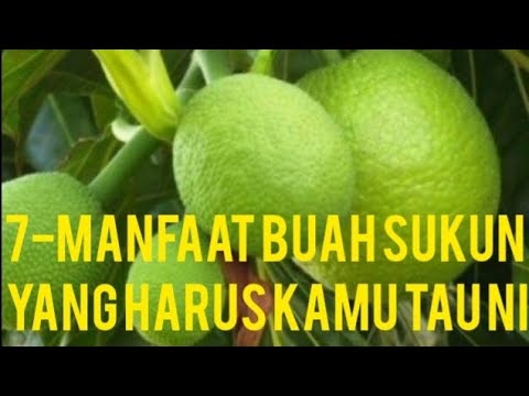 7-MANFAAT BUAH SUKUN|| UNTUK KESEHATAN