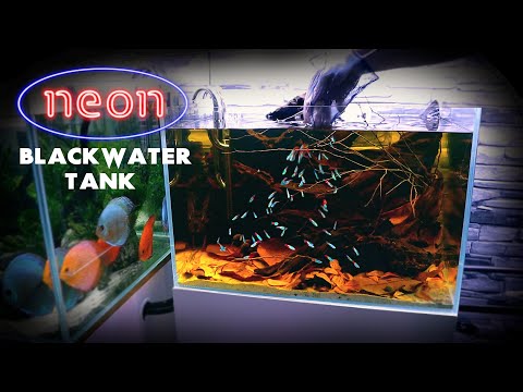 Thumbnail for Aquascape Tutorial: NEON TETRA Blackwater Aquarium (How To: Step By Step Fish Tank Build Guide)