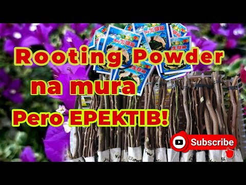 Rooting Powder na mura pero EPEKTIB!