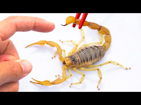 Thumbnail for STUNG by a Scorpion!