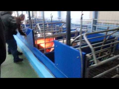 Thumbnail for МегаЖирье: ферма Януковича в "Межигорье"