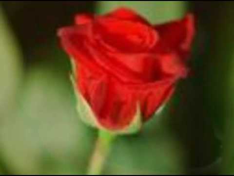 Thumbnail for de roos ann christy