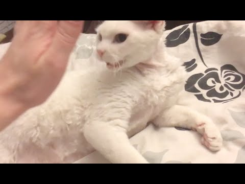 Thumbnail for Half-Life cat attack